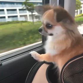 天ちゃん　踊っていますの画像