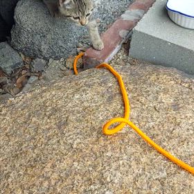 生後１ヶ月くらいですの画像