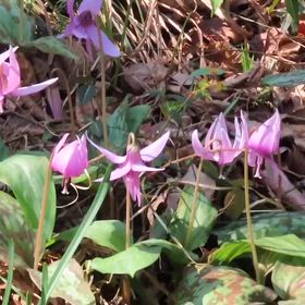 先日の「カタクリ」の画像