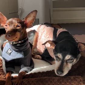 二頭飼い生活の画像