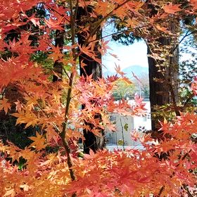 秋の彩りの画像