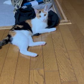 鹿みたいの画像