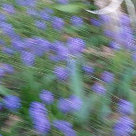 母親が植えた花達ですの画像