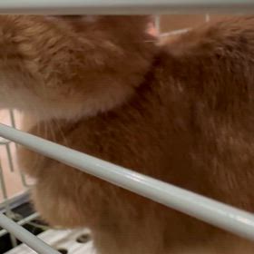 ラテ　乳ガン発覚から2ヶ月13日経ちましたの画像