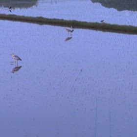 アオサギの画像