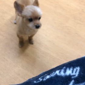 ぴよん。の画像