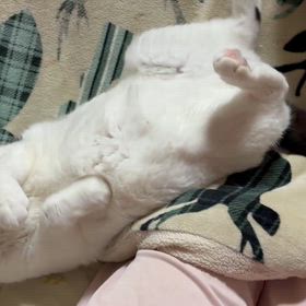 お正月のさぶ君の画像