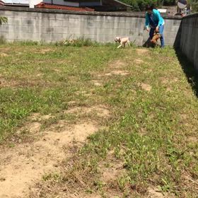 【ワンコ】母も走るよ。どすどすどす。の画像