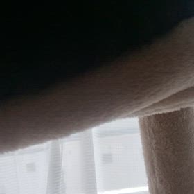 可愛すぎるにゃんこ(((*≧艸≦)ﾌﾟﾌﾟｯの画像