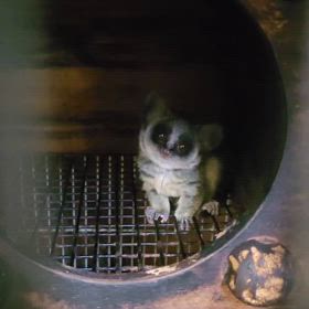 ショウガラゴベビーの画像