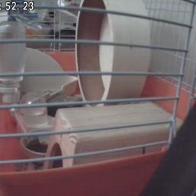 原材料松木…ハリネズミは松アレルギーの画像