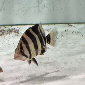 大阪のお客様に極上リアルバンドご成約頂きました！の画像