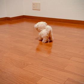 では、お見せしようの画像