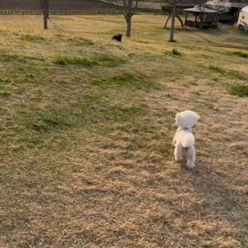 今日のはなちゃん2218、モモちゃん2170の画像