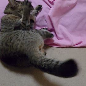 chappyさん元気いっぱいの画像