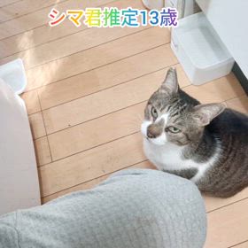 保護猫のシマ君の画像