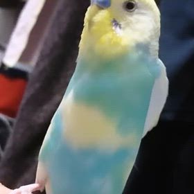 ワンピースきたよの画像