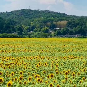ひまわりちゃんと出会えたーー　♡の画像