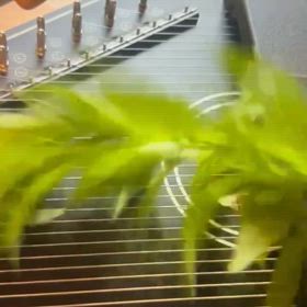 organic vibes 二人目のメンバーはの画像