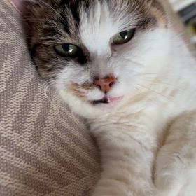 愛しのめぐこの画像