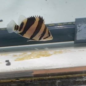 岡崎からダトニオスーパーマニアゆずさんご来店、ご成約！の画像