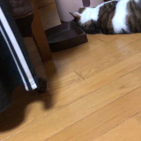 歯磨き終わったにゃ！今夜2月末に失効するマイルがあります。セルフレジで…の画像