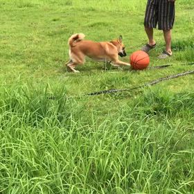 石岡八郷ベースの画像