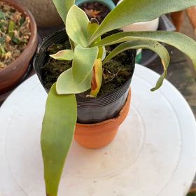 ホームセンターのお勤め品コーナーで購入したビカクシダ苗から初めて貯水葉が出て来ました。の画像