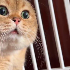 猫の口パク動画がバズって、私の人生が変わった話の画像