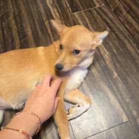 保護犬達の画像