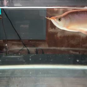 マニア様放出！スーパーレッドのハイボディショート！販売個体！の画像