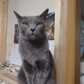 流行りにのってみたの画像