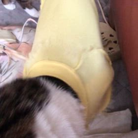 ハッあーあーハッハッあーやばい早く入ってよにゃんず！の画像