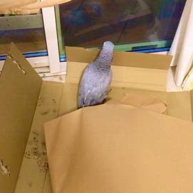 愉快な仲間たちの画像