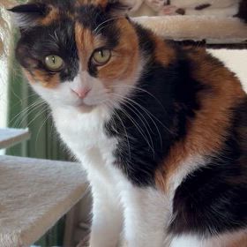 新しいキャットタワーの画像