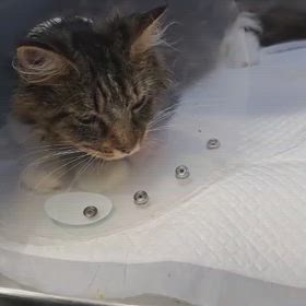 フィッちゃん入院の画像