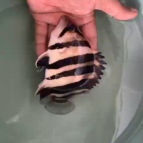 久しぶりのボルネオタイガー祭り開催しますよ！！証明書付き！の画像