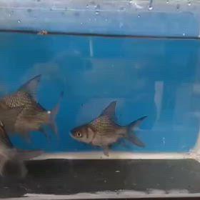 激レアなパーカーホーキングショート輸入します！予約受付中！の画像