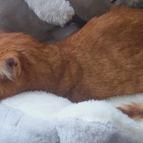 また吐血。の画像