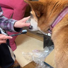 愛犬プリンの画像