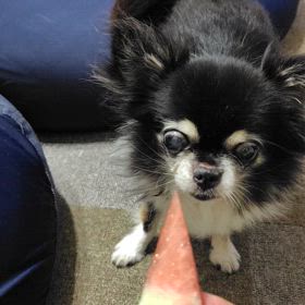 今年初のすいか！の画像