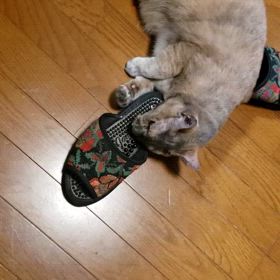 にゃんことの別れでしたの画像