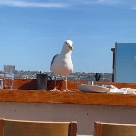 食べ残し頂きまーす！の画像