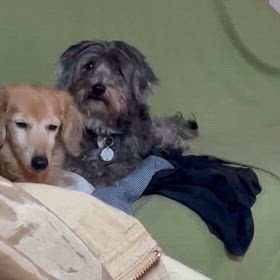 れんくんの訴えの画像