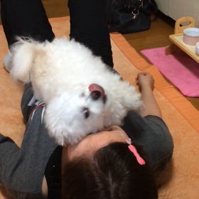 モコの想い出の画像