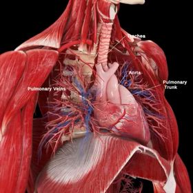 深呼吸を行いましょうの画像