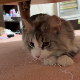 いつまでも子猫気分のジャックの画像