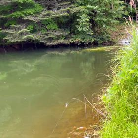 theバスフィッシング（スイッシャー）の画像