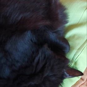 まあ、暖かい部屋では眠くなるわな(*^^*)の画像