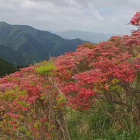 葛城山 ツツジ 動画の画像